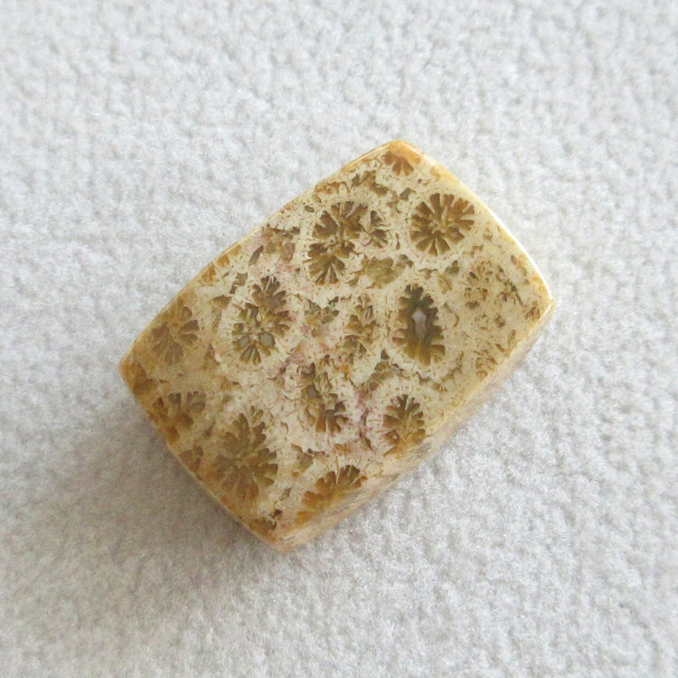 フォッシルコーラル 天然石ルースペア