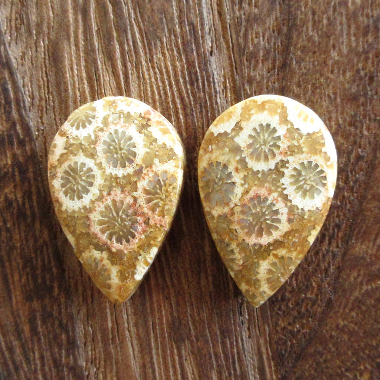 フォッシルコーラル 天然石ルースペア