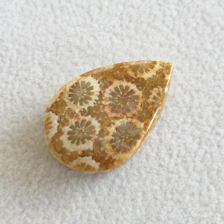 フォッシルコーラル 天然石ルースペア