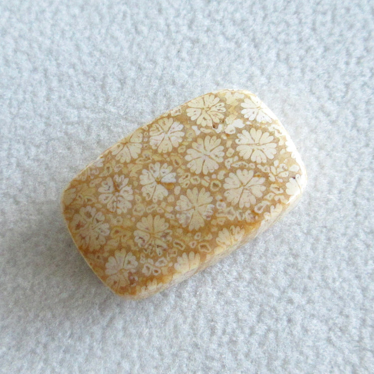 フォッシルコーラル 天然石ルースペア