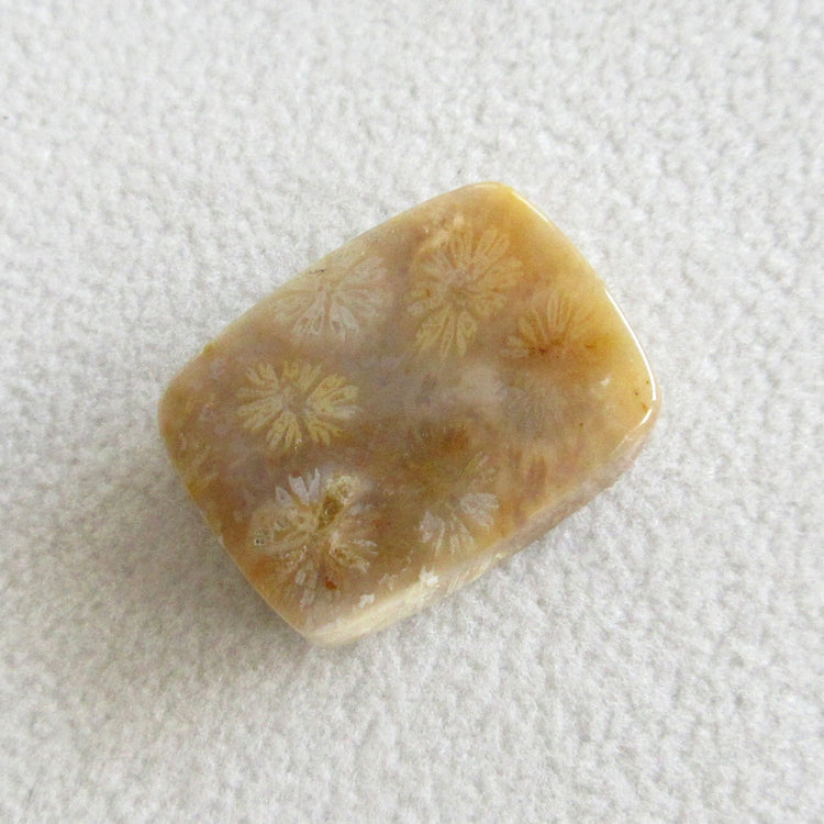 フォッシルコーラル 天然石ルースペア