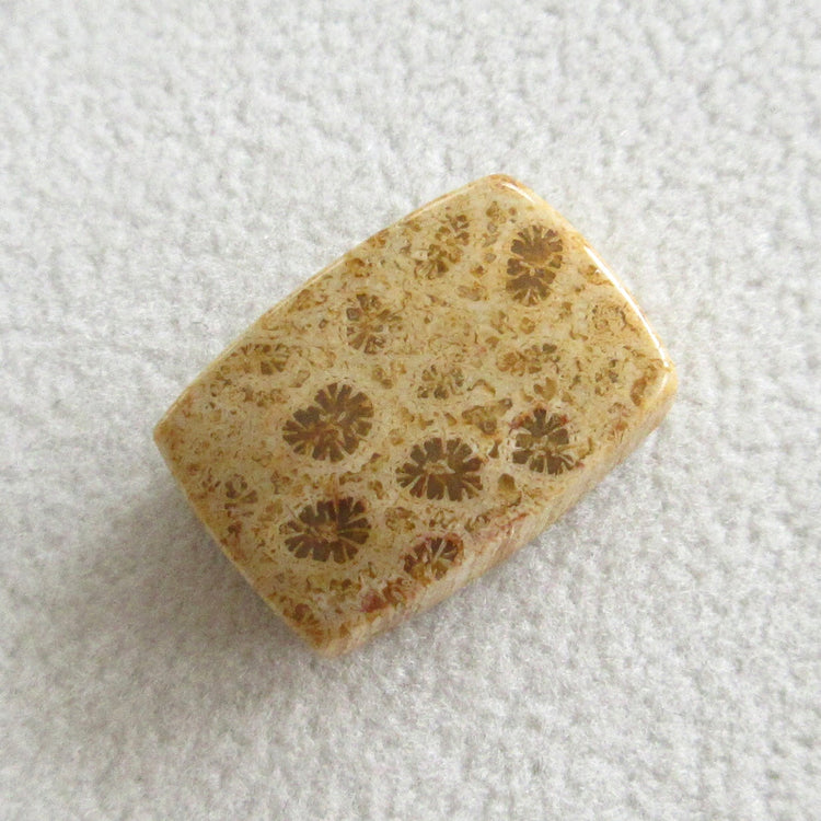 フォッシルコーラル 天然石ルースペア