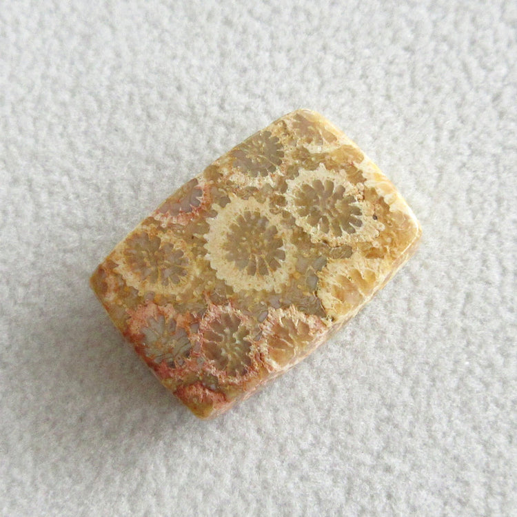 フォッシルコーラル 天然石ルースペア