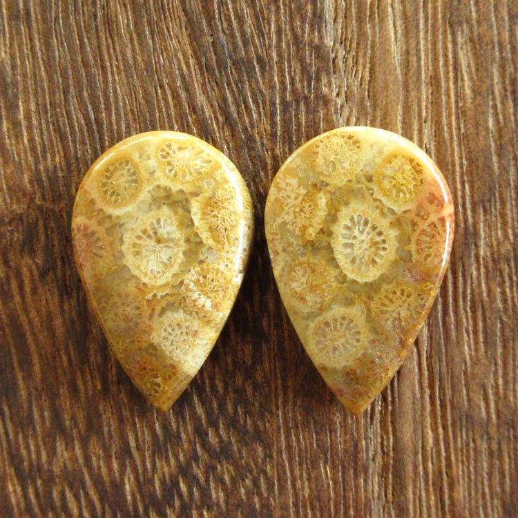 フォッシルコーラル 天然石ルースペア