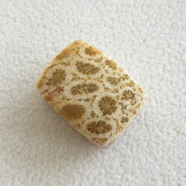 フォッシルコーラル 天然石ルースペア