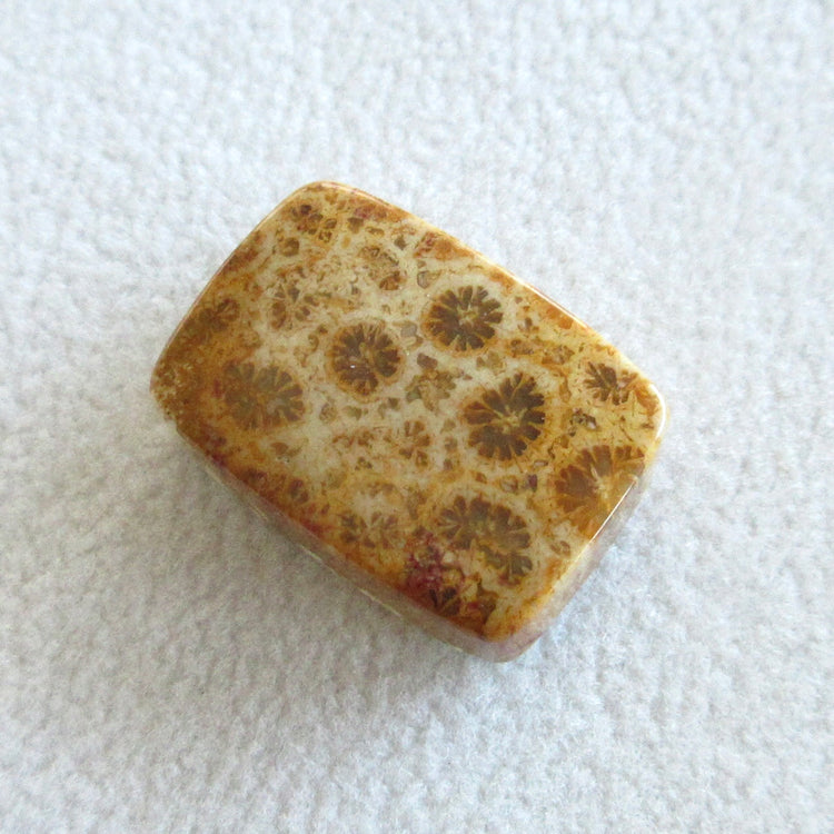 フォッシルコーラル 天然石ルースペア