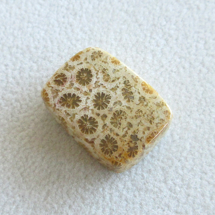 フォッシルコーラル 天然石ルースペア