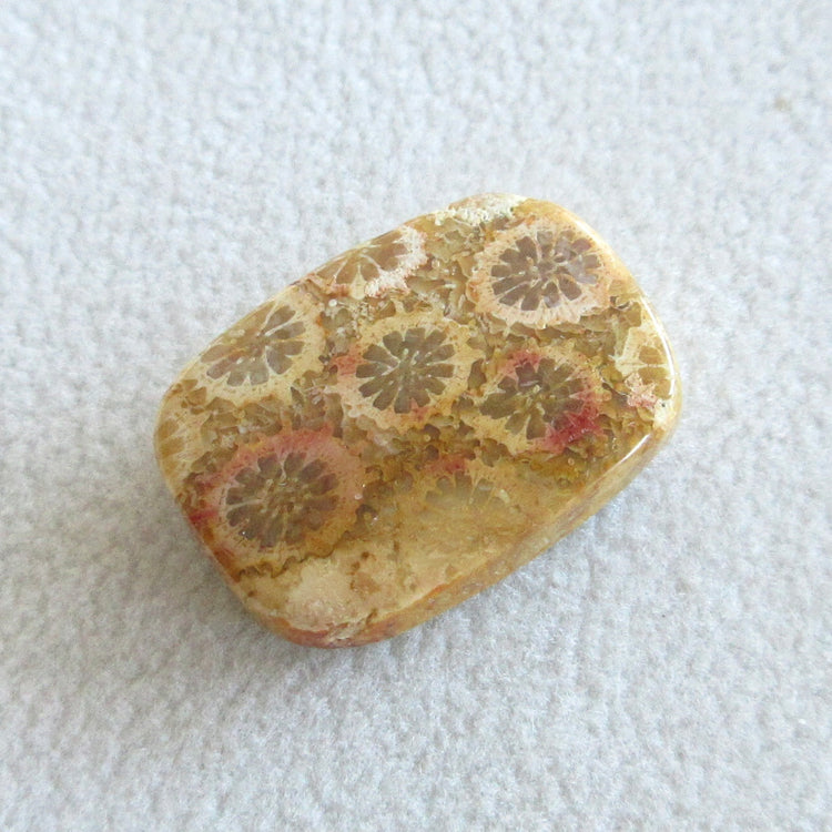 フォッシルコーラル 天然石ルースペア