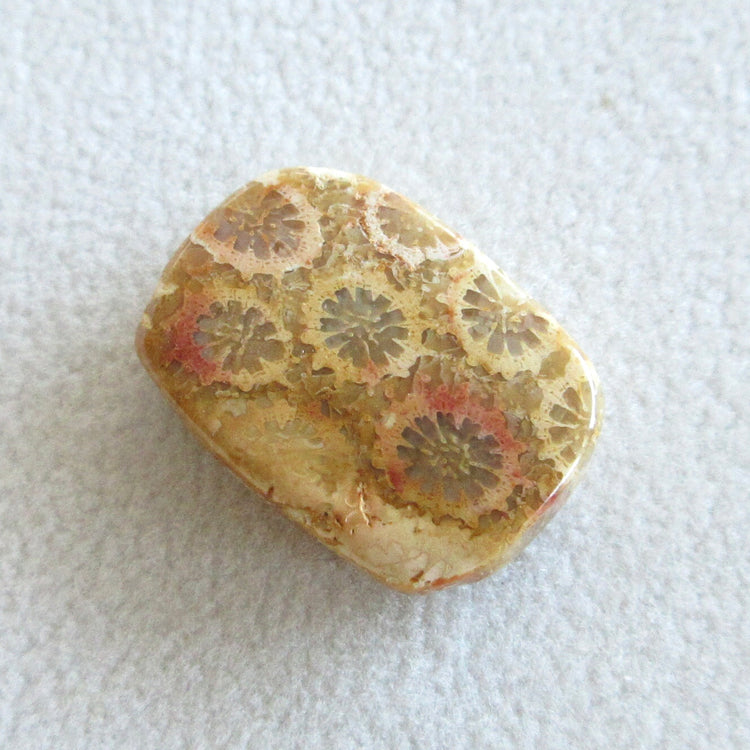 フォッシルコーラル 天然石ルースペア