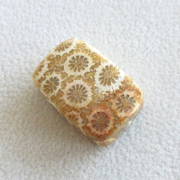 フォッシルコーラル 天然石ルースペア