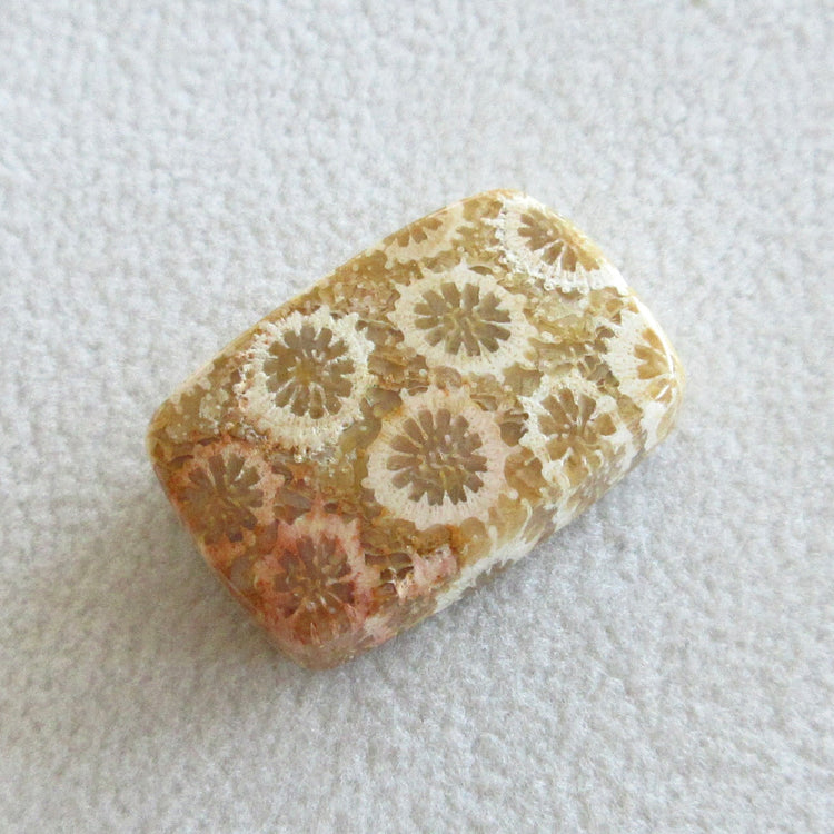フォッシルコーラル 天然石ルースペア