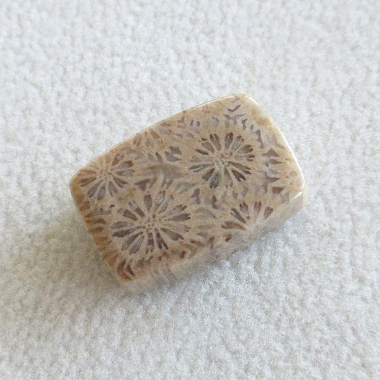 フォッシルコーラル 天然石ルースペア