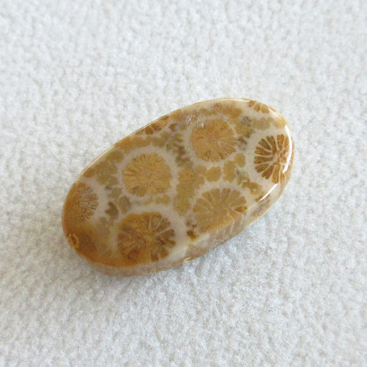 フォッシルコーラル 天然石ルースペア