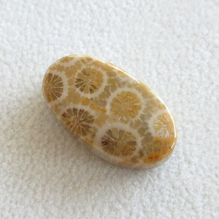 フォッシルコーラル 天然石ルースペア