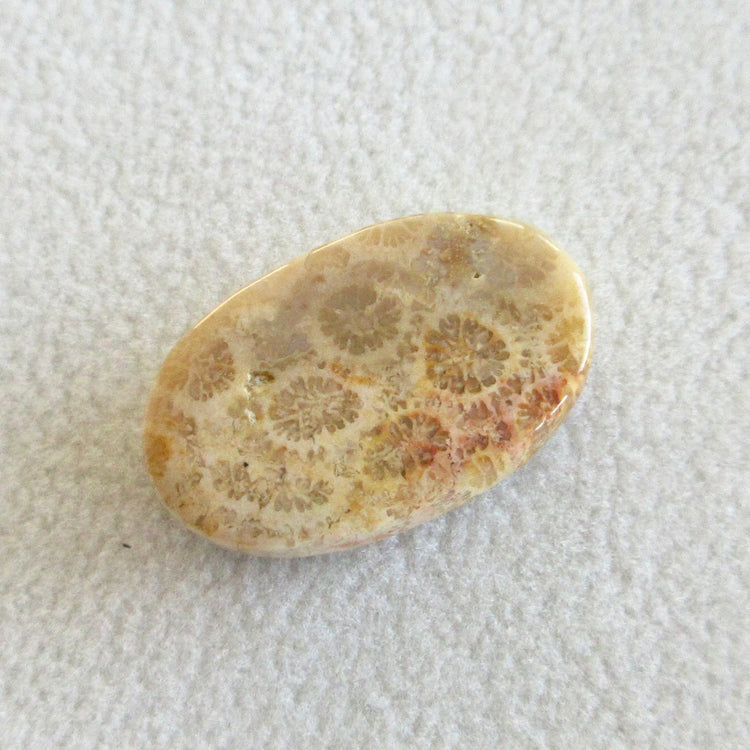 フォッシルコーラル 天然石ルースペア