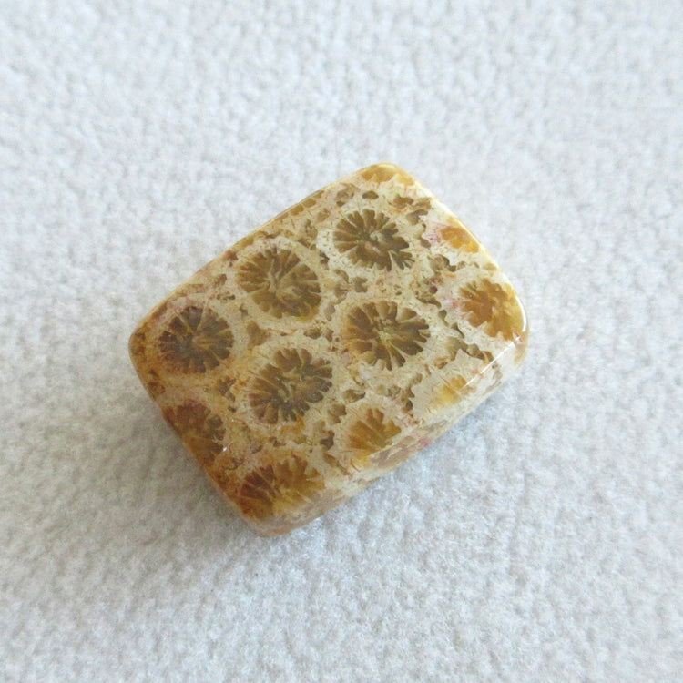 フォッシルコーラル　天然石ルースペア