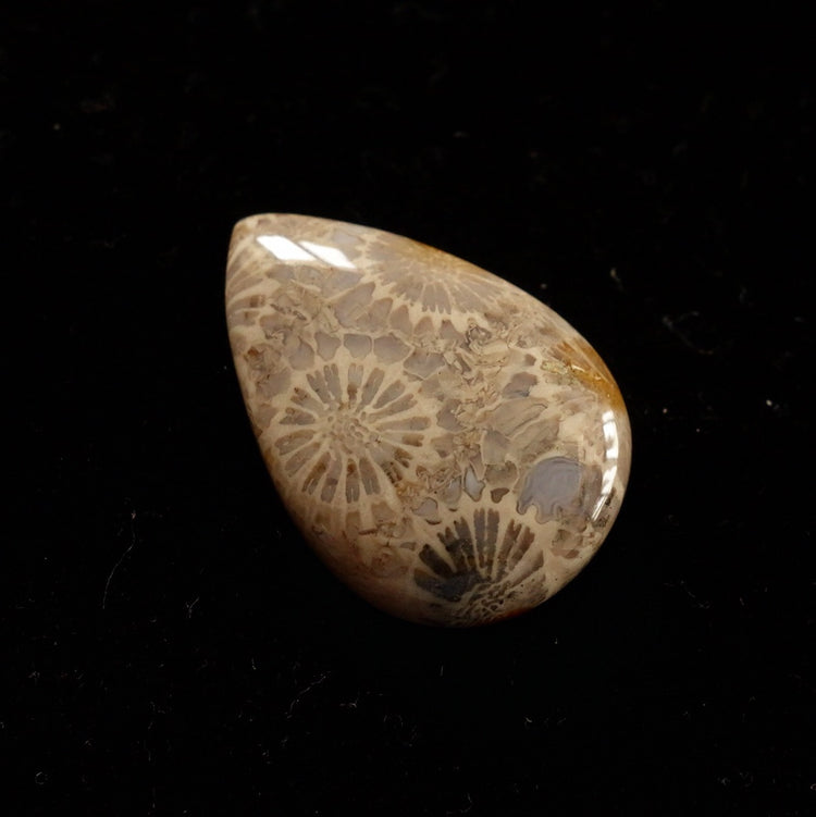 フォッシルコーラル　天然石ルース