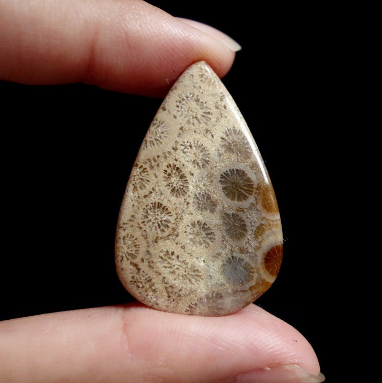 フォッシルコーラル　天然石ルース