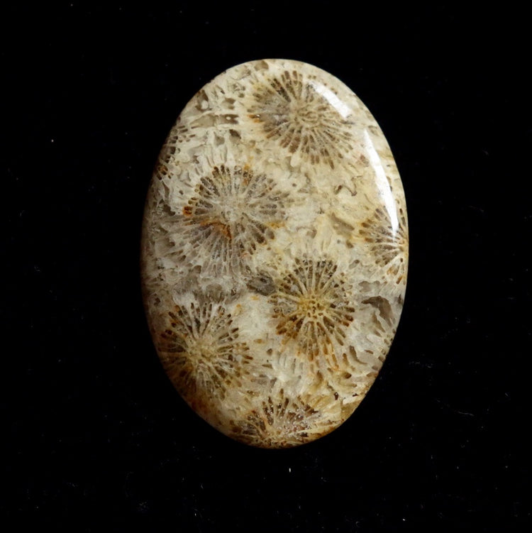 フォッシルコーラル　天然石ルース