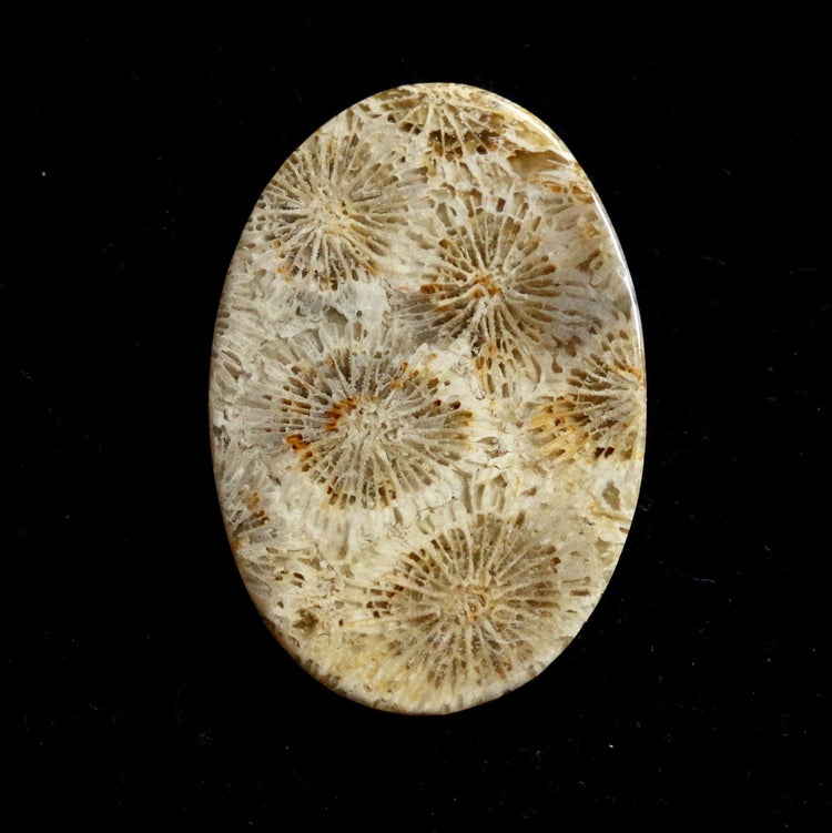 フォッシルコーラル　天然石ルース