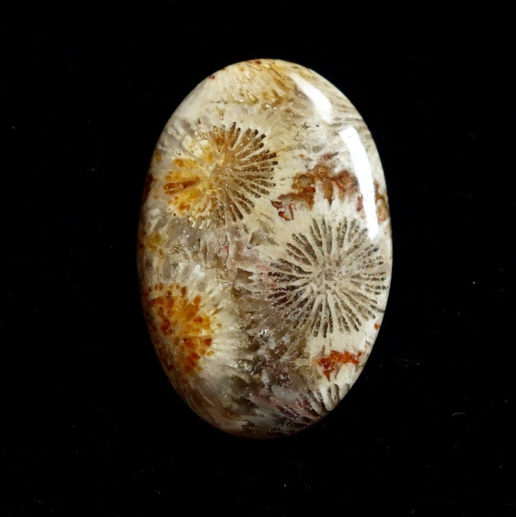 フォッシルコーラル　天然石ルース