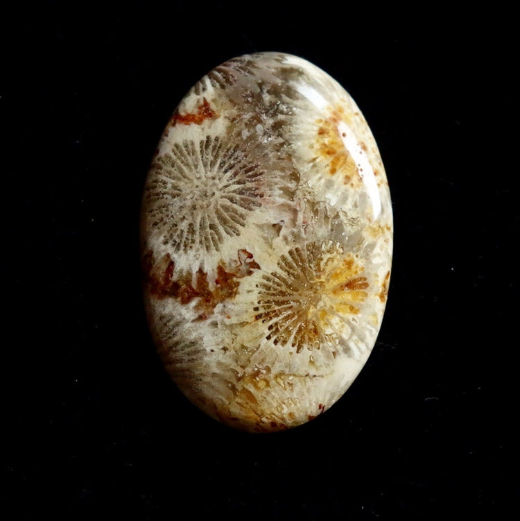 フォッシルコーラル　天然石ルース