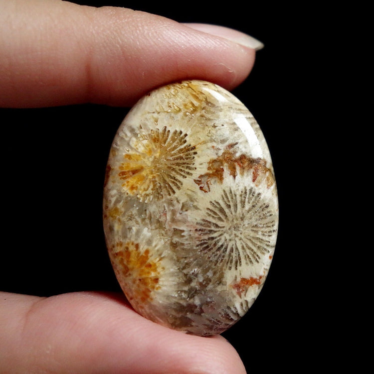 フォッシルコーラル　天然石ルース