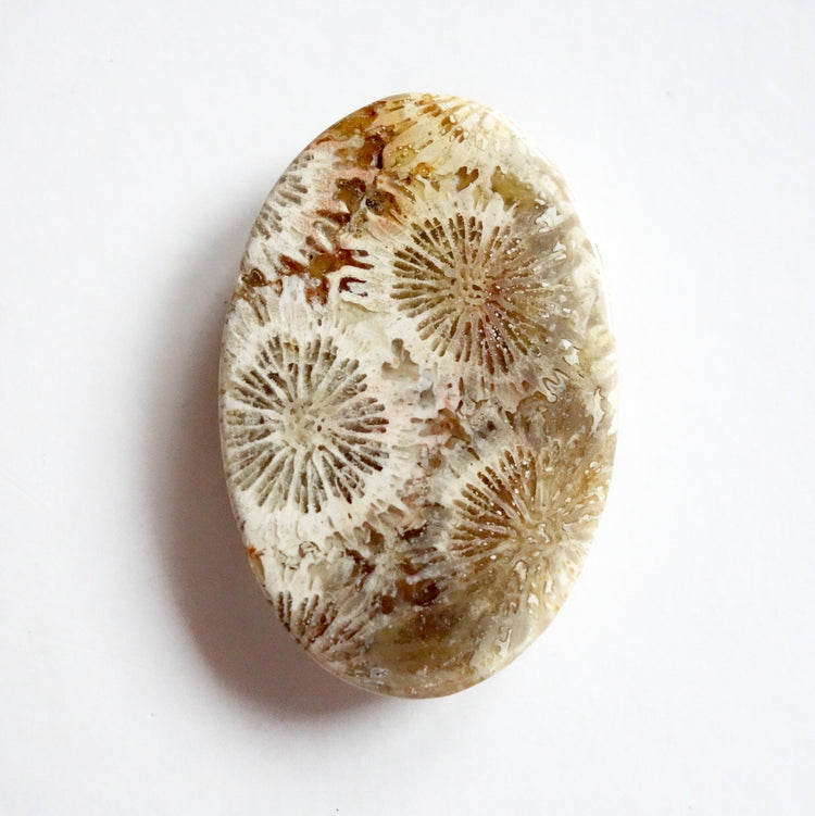 フォッシルコーラル　天然石ルース