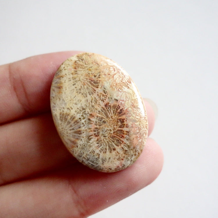 フォッシルコーラル　天然石ルース