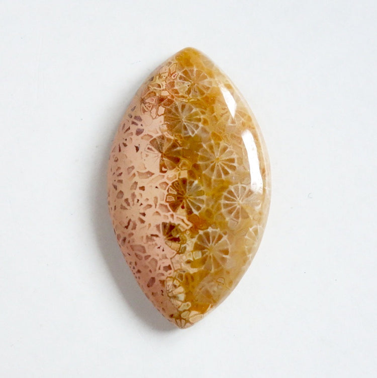 フォッシルコーラル　天然石ルース