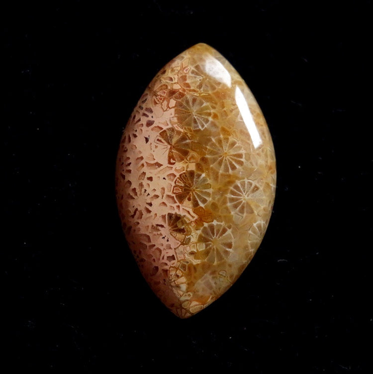 フォッシルコーラル　天然石ルース