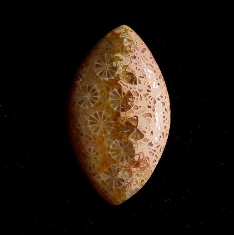 フォッシルコーラル　天然石ルース