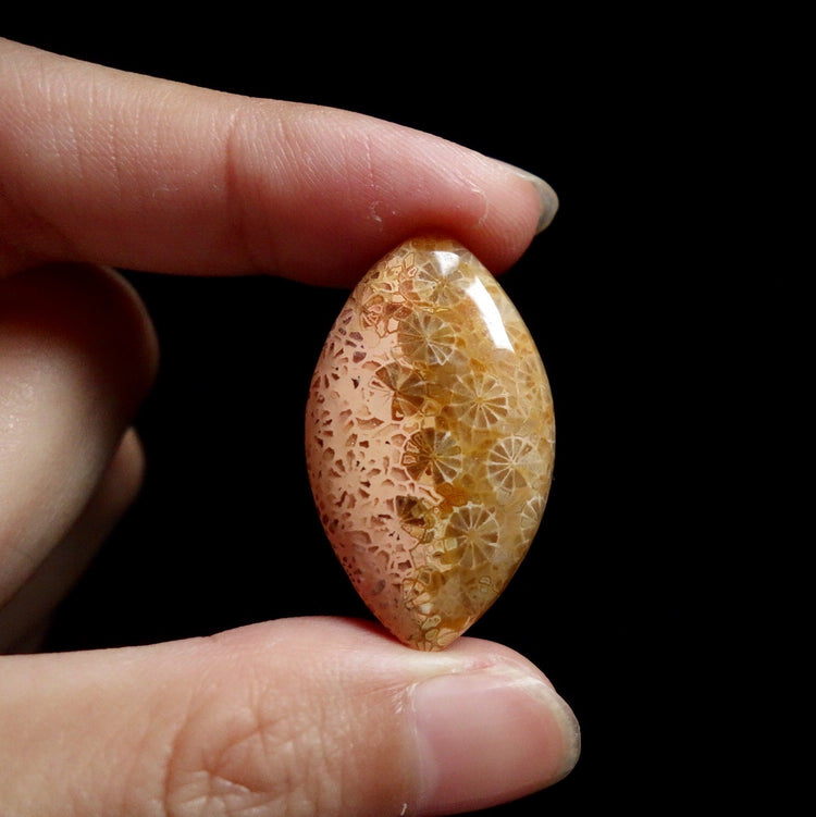 フォッシルコーラル　天然石ルース