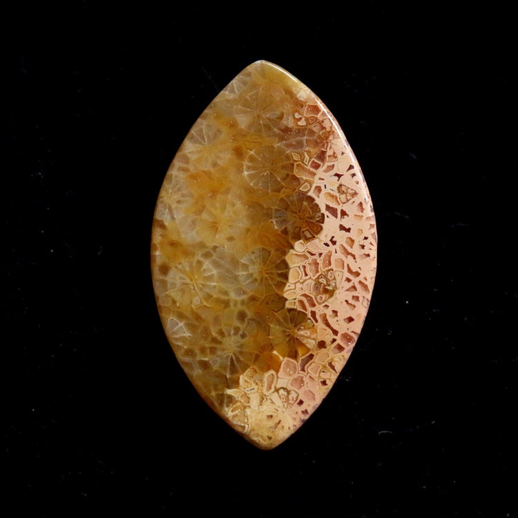 フォッシルコーラル　天然石ルース