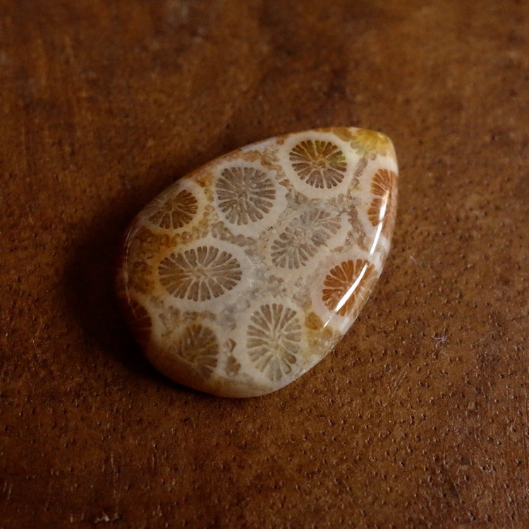 フォッシルコーラル　天然石ルース