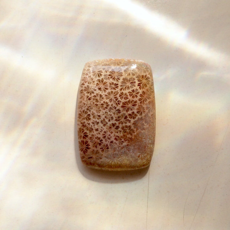 フォッシルコーラル　天然石ルース