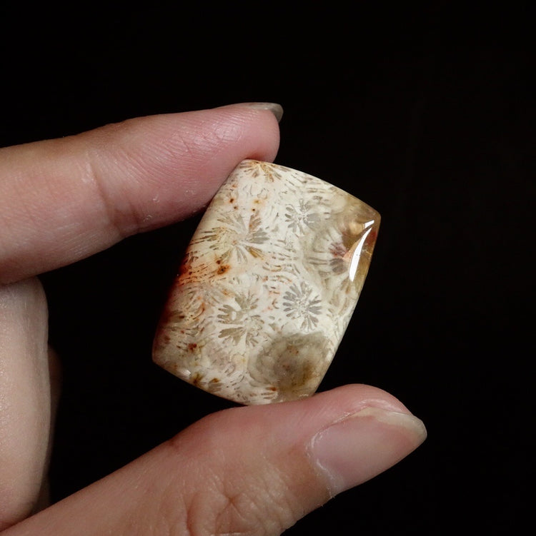 フォッシルコーラル　天然石ルース