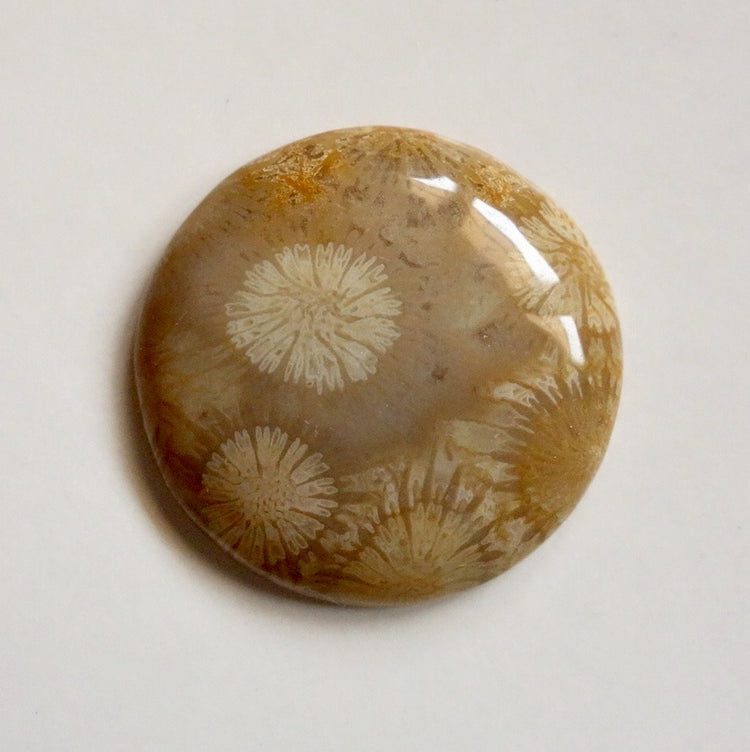 フォッシルコーラル　天然石ルース