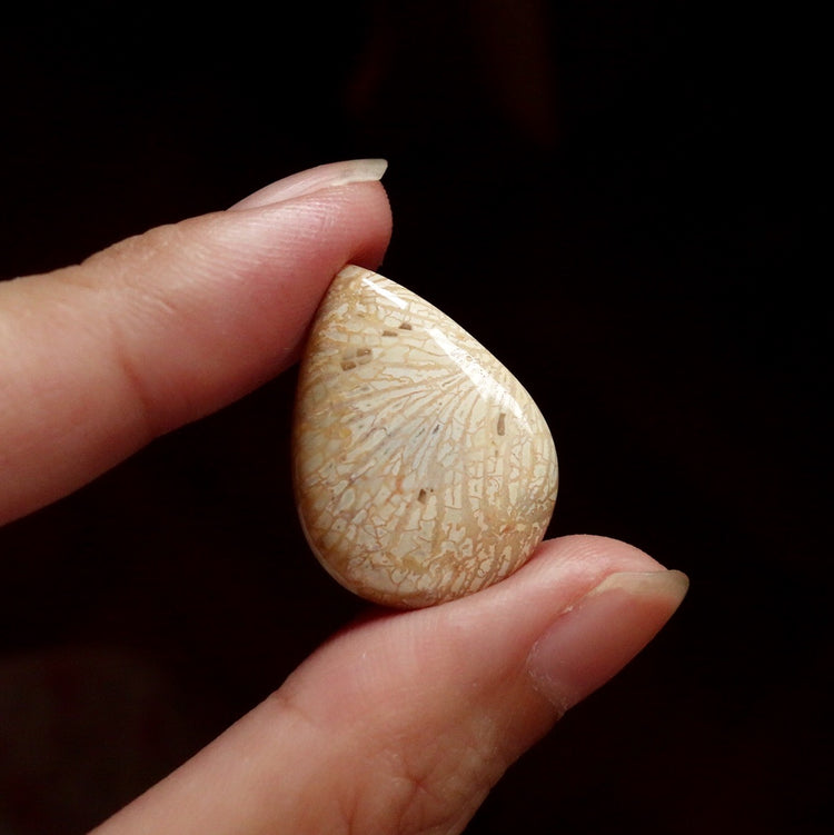 フォッシルコーラル　天然石ルース